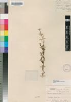 Isotype of Sisymbrium exasperatum Sond. [family BRASSICACEAE]