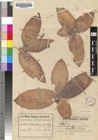 Isotype of Chlorophytum pusillum Baker [family ANTHERICACEAE]