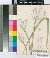Cyrtanthus mackenii Hook.f. var. cooperi (Baker) R.A.Dyer