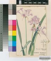 Tulbaghia violacea Harv.
