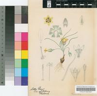 Romulea austinii E.Phillips