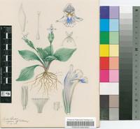 Craterostigma plantagineum Hochst.