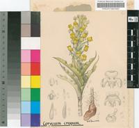 Corycium crispum (Thunb.) Sw.