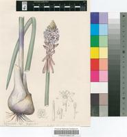 Urginea macrocentra Baker