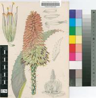 Aloe peglerae Schönland