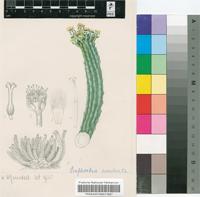 Euphorbia esculenta Marloth