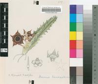 Huernia transvaalensis Stent