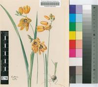 Ixia monadelpha D.Delaroche