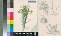 Euphorbia tuberculata Jacq.