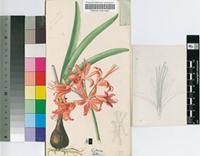 Nerine sarniensis (L.) Herb.