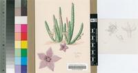 Stapelia concinna Masson