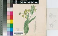 Asclepias dregeana Schltr. var. calceola (S.Moore) N.E.Br.