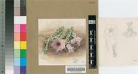 Huernia kirkii N.E.Br.