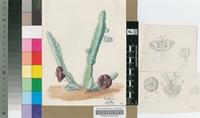 Stapelia engleriana Schltr.