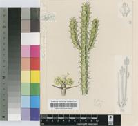 Euphorbia lydenburgensis Schweick. & Letty