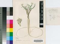 Euphorbia duseimata R.A.Dyer