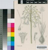 Pseudogaltonia clavata (Mast.) E.Phillips