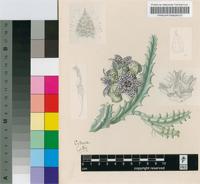 Caralluma knobelii (E.Phillips) E.Phillips