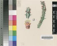 Euphorbia vandermerwei R.A.Dyer