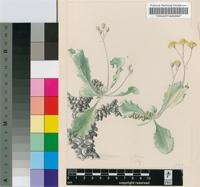 Othonna herrei Pillans