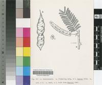 Acacia hereroensis Engl.