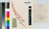 Aloe marsabitensis I.Verd. & Christian