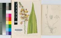 Lissochilus krebsii Rchb.f.
