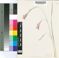 Dierama medium N.E.Br.