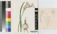 Cyrtanthus speciosus R.A.Dyer