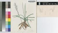 Haworthia blackburniae W.F.Barker var. blackburniae