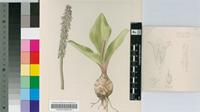 Scilla schlechteri Baker