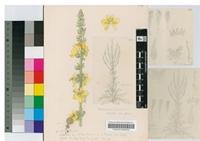 Verbascum ternacha Hochst. ex A.Rich.