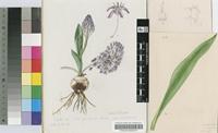 Scilla glaucescens Van der Merwe