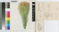 Retzia capensis Thunb.