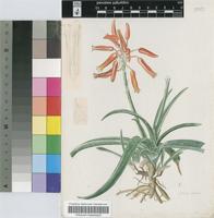 Aloe thompsoniae Groenew.