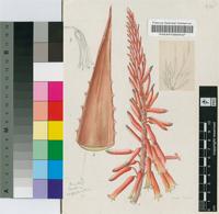 Aloe morogoroensis Christian