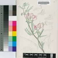 Sphenostylis angustifolia Sond.