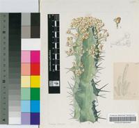 Euphorbia coerulans Pax