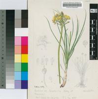 Bulbine stenophylla I.Verd.