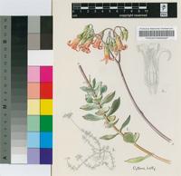 Cotyledon adscendens R.A.Dyer