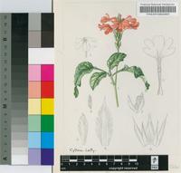Crossandra puberula Klotzsch