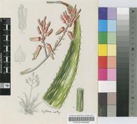 Aloe mcloughlinii Christian