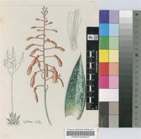 Aloe sladeniana Pole-Evans
