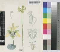 Habenaria aberrans Schltr.