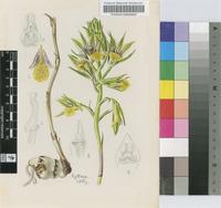 Eulophia litoralis Schltr.