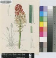 Kniphofia coralligemma E.A.Bruce