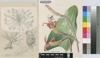 Brunsvigia josephinae (Redouté) Ker Gawl.