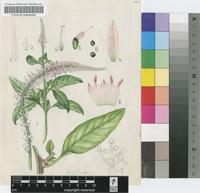 Celosia scabra (Schinz) Schinz