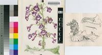 Streptocarpus cooksonii B.L.Burtt
