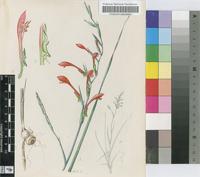Kentrosiphon saccatus (Klatt) N.E.Br. subsp. steingroeveri (Pax) Oberm.